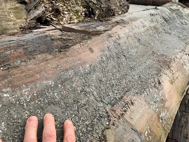 barnacles on reclaimed sinker redwood logs