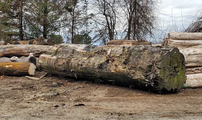 gigantic reclaimed sinker redwood log