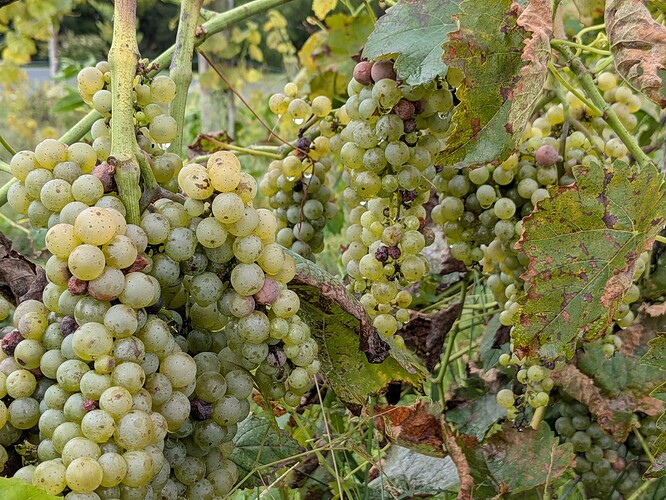 PXL_20250904_182051364