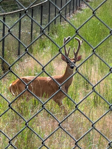 backyard-deer