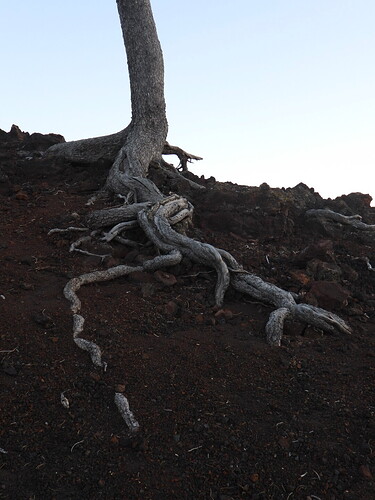 Tree trying to survive